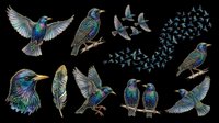 Iridescent starling birds clipart set isolated on transparent background, featuring flying, perching poses, feather, and flock, ready for t-shirt design, stickers, print on demand.