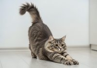 Tabby cat stretching in play position on white floor, isolated on neutral background, ready for pet care, veterinary, and animal wellness design projects.