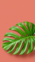 Vibrant green monstera leaf with natural perforations isolated on coral pink background for botanical and tropical design projects.
