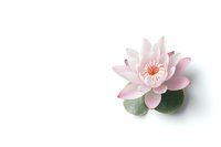 Pink water lily flower with green leaves isolated on white background, floating lotus blossom with soft petals and natural lighting for spa and wellness designs.
