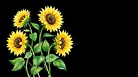 Watercolor sunflowers bouquet isolated on transparent background, ready for t-shirt design, stickers, clipart, print on demand, and sublimation projects.