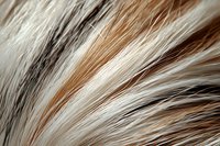 Close-up macro shot of animal fur texture showing detailed pattern of brown, black and white hair strands creating natural abstract background pattern.