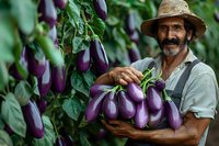 Hispanic senior farmer harvesting fresh purple eggplants in organic garden, wearing straw hat and holding ripe vegetables, sustainable agriculture concept.