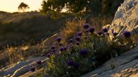 Purple wildflowers growing between rocks at sunset, golden light illuminating mountain slope with natural flora in warm evening glow, dramatic nature scene.