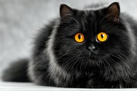 Fluffy black kitten with striking orange eyes sitting on white surface against gray background for pet photography and animal portraits.