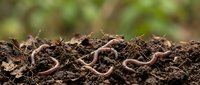 Earthworms crawling through rich soil with blurred green foliage background, representing composting, gardening, and organic farming practices.