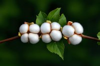 Fluffy white cotton bolls on a branch with green leaves against a dark background, showcasing natural fiber harvest and agriculture.