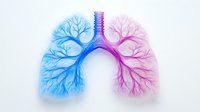Anatomical lungs with branching bronchial tree structure in gradient blue and pink colors on light background, showing respiratory system details.