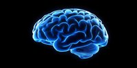 Glowing blue brain model on black background shows detailed neural anatomy with luminescent effect, suitable for medical and educational presentations.