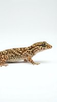 Spotted gecko with tan and brown patterned scales isolated on white background, suitable for educational materials, wildlife design projects, and reptile-related content.