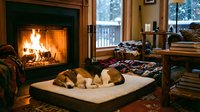 Cozy beagle dog sleeping peacefully on cushion by warm fireplace in rustic cabin living room with wooden furniture and soft blankets during winter evening.