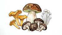 Isolated mushroom and fungi varieties including chanterelle, porcini, and button types on white background, ready for design use on packaging, educational materials, menus, and culinary publications.