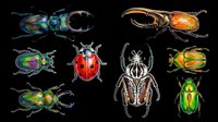 Colorful beetles and insects isolated on transparent background, ready for clipart, t-shirt design, stickers, print-on-demand products, and sublimation projects.
