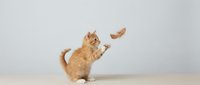 Playful orange tabby kitten jumping and catching falling autumn leaves against neutral background, perfect for pet care and seasonal content.