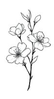 Delicate line art of cherry blossom branch with blooming flowers and buds on white background, isolated botanical illustration suitable for tattoo design.