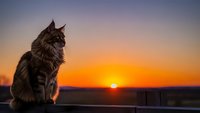 Maine Coon cat sitting on balcony railing during golden hour sunset with warm orange and purple sky background for pet photography and lifestyle content.