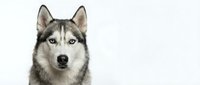 Siberian husky with striking blue eyes and gray and white coat facing forward against white background for pet portraits and animal stock.