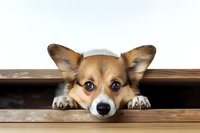 Curious Pembroke Welsh Corgi puppy peeking through wooden fence boards with adorable expression, paws and nose visible, isolated on white background.