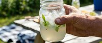 Senior man holding refreshing lemonade with fresh mint in mason jar outdoors on sunny day, perfect for beverage, summer drink, and lifestyle content.