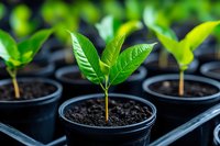 Young green seedlings growing in black plastic pots with rich soil, showing fresh leaves and new growth in garden nursery setting. Macro view with natural light.