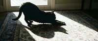 Black dog stretching on sunlit floor with patterned rug, indoor home setting with natural light from window.