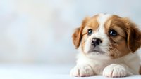 Adorable brown and white puppy with blue eyes lying down on white surface against soft blurred background for pet care and animal lover concepts.