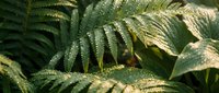 Lush green fern fronds with intricate leaflets creating natural botanical texture in soft sunlight for nature and garden design projects.
