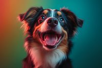 Happy Australian shepherd dog with open mouth and bright eyes against colorful gradient background showing joyful expression in studio lighting.