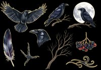 Black crow and raven isolated design elements on transparent background. Ready for t-shirt designs, clipart, stickers, sublimation, print-on-demand products and digital crafts.