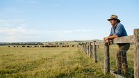 Mature male farmer in denim shirt and cowboy hat leaning on wooden fence, surveying vast green pasture and cattle ranch landscape under clear sky.
