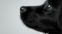 Close-up profile of black dog's face with striking turquoise eye against gray background, showing detailed fur texture and gentle expression. Artistic pet portrait.