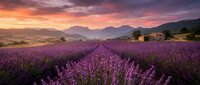 Lavender field at sunset with purple flowers in rows leading to rustic farmhouse and mountains under dramatic pink orange sky in countryside landscape.