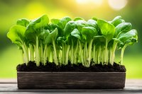 Fresh green microgreens growing in wooden box with soil, sunlit garden background showing organic home gardening and healthy eating lifestyle.