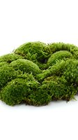 Vibrant green moss cluster isolated on white background, suitable for botanical designs, terrariums, nature graphics, and eco-friendly projects.