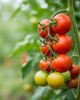 Fresh ripe red and green cherry tomatoes growing on vine in organic garden greenhouse with natural bokeh background for healthy eating concepts.