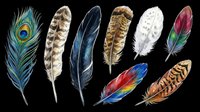 Feather collection featuring peacock, eagle, owl, and colorful bird plumes isolated on transparent background. Ready for t-shirt design, clipart, stickers, sublimation, and print-on-demand projects.