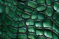 Emerald green crocodile leather texture with glossy scales and dark grooves creating natural pattern. Close up macro shot showing luxurious exotic skin detail.