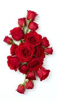 Red roses bouquet arrangement isolated on white background for romantic gifts, wedding decorations, and Valentine's Day celebrations.