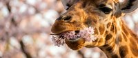 Young giraffe eating snow-covered vegetation in winter, close-up of face and mouth with frost and ice crystals on snout and lips during cold season.
