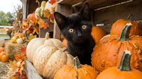 Adorable black kitten with bright yellow eyes sitting among colorful autumn pumpkins and gourds in rustic wooden crate for fall harvest decoration.