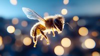Honey bee in flight against blurred bokeh background with golden evening lights, detailed macro photography showing wings, antennae and pollen baskets.