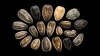 Sunflower seeds isolated on transparent background, ready for clipart, print-on-demand designs, t-shirt graphics, stickers, and sublimation projects. High-resolution PNG asset for digital crafts and design elements.