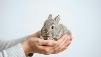 Young gray rabbit held gently in cupped hands against white background. Suitable for pet care, animal welfare, veterinary, and children's educational content.