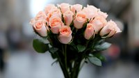 Delicate pink roses bouquet with soft blurred background, fresh blooming flowers with green leaves arranged in classic romantic style for wedding and celebrations.