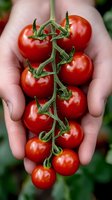 Fresh ripe cherry tomatoes on green vine held in cupped hands, showing vibrant red color and natural organic produce for healthy eating and cooking.