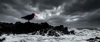 Dramatic seabird with red beak perched on rocky coastline during stormy weather with crashing waves and dark cloudy sky for nature and wildlife concepts.