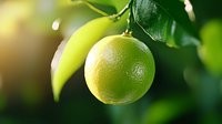 Fresh lime fruits growing on tree branch with green leaves in sunlight, closeup view showing natural texture and ripening stages from green to yellow citrus.