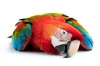 Vibrant scarlet macaw head close-up showing detailed feathers and beak against white background, colorful tropical bird portrait in bright red, blue and yellow plumage.