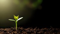 Young green seedling emerging from dark fertile soil with warm sunlight creating natural bokeh background for growth and agriculture concepts.