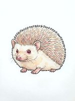 Cute hedgehog illustration with brown spines and cream belly, isolated on white background, ready for children's books, nursery decor, and design projects.
